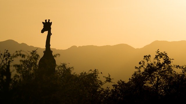 Safari - Sydafrika